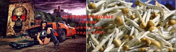 стаф Абаза